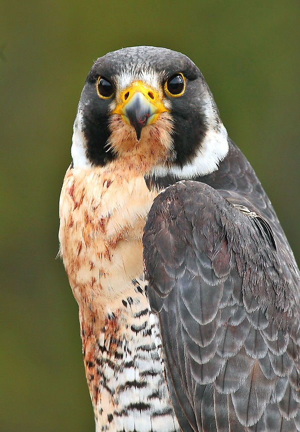 Messy Eater  Canada,Falco peregrinus,Geotagged,Peregrine Falcon,Spring,canada,nature,raptor,wildlife