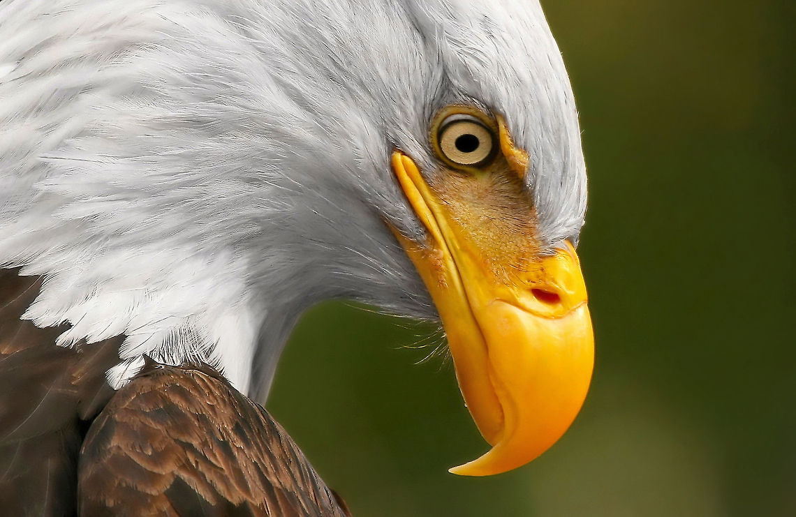 Deep In Thought Super closeup of a female bald eagle. Bald Eagle,Canada,Geotagged,Haliaeetus leucocephalus,bald eagle,birds,canada,canon,nature,naturephotographer,pamswildimages,portrait,prince rupert,raptor,secheltphotographer,stockphotography,wildlife,wildlifephotographer