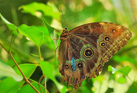 Tattered Wings  Canada,Geotagged,Morpho peleides,Peleides Blue Morpho,Spring,butterfly,canada,insect,nature