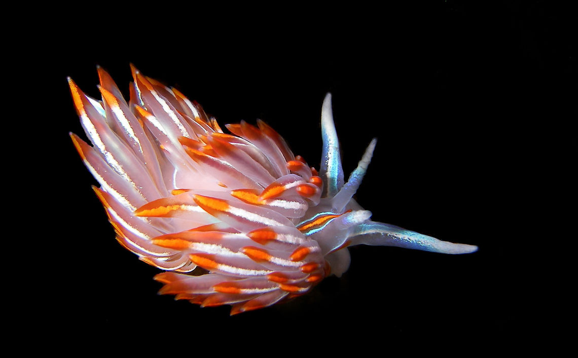 Opalescent Nudibranch This is an opalescent nudibranch, a very small but beautiful creature. This one lives under the dock at the marina. Canada,Geotagged,Hermissenda crassicornis,Summer,nature,sealife,underwater