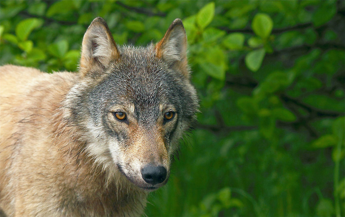 Coastal Wolf  Elders of the Heiltsuk First Nation along the B.C. central coast have long recognized the difference between coastal and inland grey wolves in their territory.<br />
Now, new scientific evidence helps prove it.<br />
<section class="video"><iframe width="448" height="282" src="https://www.youtube-nocookie.com/embed/D325M5VE0BA?hd=1&autoplay=0&rel=0" frameborder="0" allowfullscreen></iframe></section><br />
A study by Victoria-based researchers, affirms genetic, ecological and behavioural differences between coastal and mainland wolves living in close proximity to each other.  Canada,Canis lupus,Geotagged,Gray wolf,Spring,british columbia,canada,canon,coastal wolf,nature,nature photographer,pam mullins,pamswildimages,princerupert photographer,stock photography,wildlife,wildlife photographer,wolf