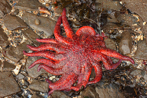 Sunflower Seastar  Canada,Geotagged,Pycnopodia helianthoides,Sunflower seastar,Winter,canada,nature,sealife,underwater