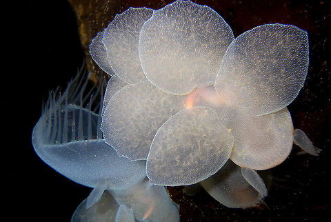 Sea Lion This creatures are amazing to watch.
https://youtu.be/k4rftYn51WE Canada,Geotagged,Hooded nudibranch,Melibe leonina,Summer,canada,nature,sealife,underwater