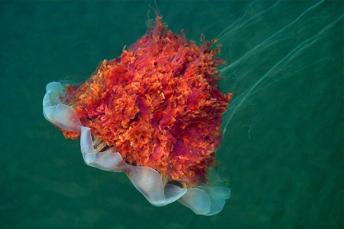 Baby Lion's Mane These jellyfish get to be quite large, this one is only about 16 inches across.<br />
<section class="video"><iframe width="448" height="282" src="https://www.youtube-nocookie.com/embed/fytWyDvo1UY?hd=1&autoplay=0&rel=0" frameborder="0" allowfullscreen></iframe></section> Canada,Cyanea capillata,Geotagged,Lions mane jellyfish,canada,nature,sealife,underwater
