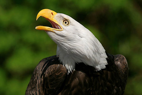 Call of the Wild  Bald Eagle,Canada,Geotagged,Haliaeetus leucocephalus,Spring,bald eagle,bird of pray,canada,canon,great bear rainforest,nature,nnature photographer,pam mullins,pamswildimages,prince rupert photographer,raptor,wildlife,wildlife photographer