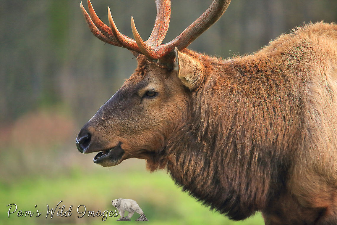 Bull Elk  Canada,Cervus canadensis roosevelti,Fall,Geotagged,Roosevelt elk,canada,nature,wildlife,wildlife photography