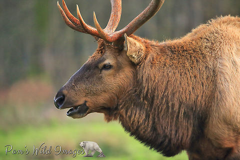 Bull Elk  Canada,Cervus canadensis roosevelti,Fall,Geotagged,Roosevelt elk,canada,nature,wildlife,wildlife photography