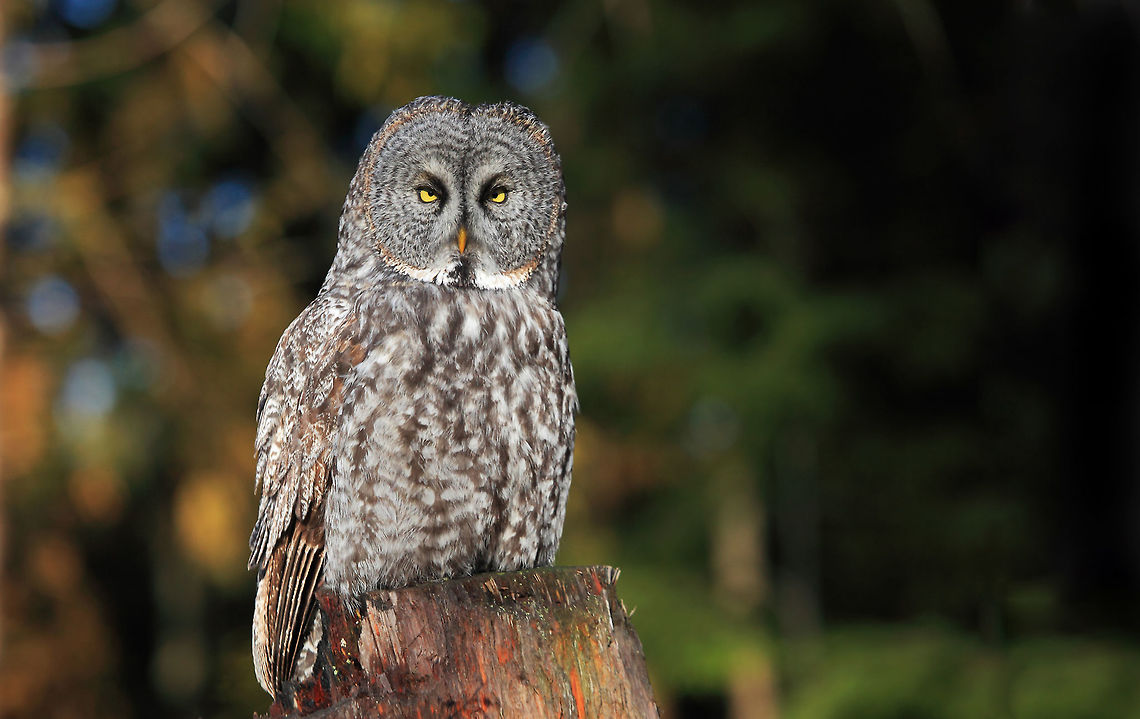 Perfect Light  Canada,Geotagged,Great Grey Owl,Strix nebulosa,Winter,bird,britich columbia,canada,gray owl,nature,nature photographer,owl,pam mullins,pamswildimages,raptor,stockphotography,wildlife
