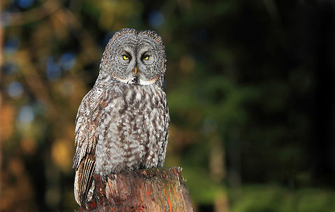 Perfect Light  Canada,Geotagged,Great Grey Owl,Strix nebulosa,Winter,bird,britich columbia,canada,gray owl,nature,nature photographer,owl,pam mullins,pamswildimages,raptor,stockphotography,wildlife
