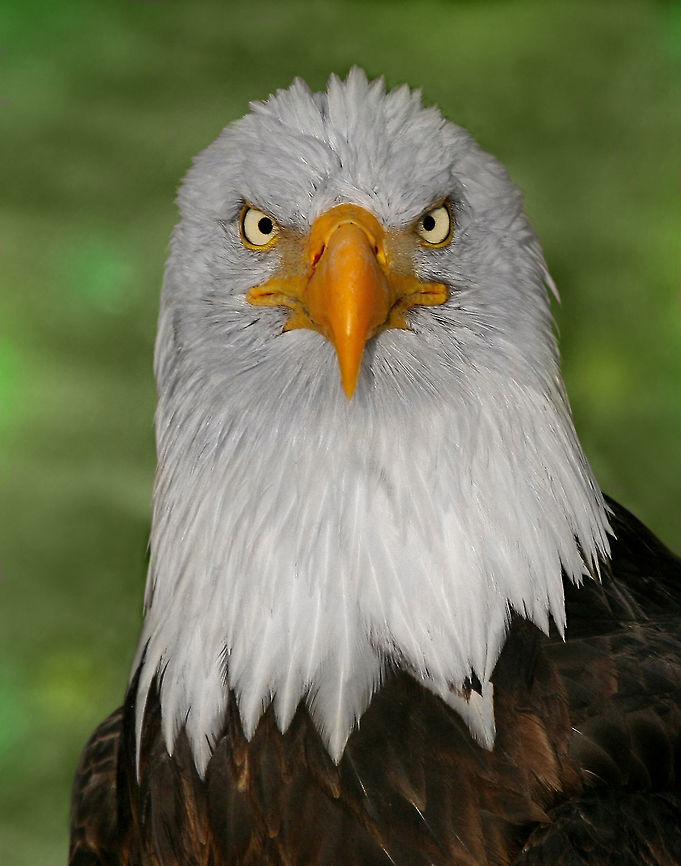 If Looks Could Kill  Bald Eagle,Canada,Canadian photographer,Geotagged,Haliaeetus leucocephalus,Winter,bald eagle,most amazing,nature,naturephotographer,pam mullins,pamswildimages,raptor,secheltphotographer,stockphotography,wildlife,wildlifephotographer