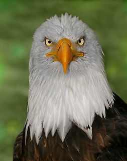 If Looks Could Kill  Bald Eagle,Canada,Canadian photographer,Geotagged,Haliaeetus leucocephalus,Winter,bald eagle,most amazing,nature,naturephotographer,pam mullins,pamswildimages,raptor,secheltphotographer,stockphotography,wildlife,wildlifephotographer