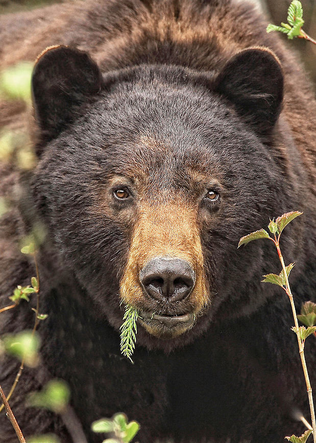 Cinnamon Bear  American black bear,Canada,Geotagged,Spring,Ursus americanus,bear,black bear,canada,canon,nature,pamswildimages,secheltphotographer,stockphotography,wildlife,wildlifephotographer