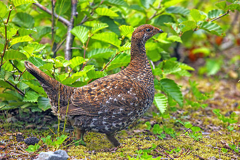 Spruce Grouse Female Spruce Grouse. 5DMarkII,Canada,Falcipennis canadensis,Geotagged,Spruce grouse,Summer,britishcolumbia,canada,canon,grouse,nature,naturephotographer,pammullins,pamswildimages,princerupertphotographer,sstockphotography,wildlife,wildlifephotographer