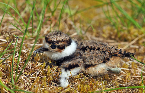 Newly Born Baby Killdeer shortly after hatching, you can still see the tail feathers are wet. Canada,Charadrius vociferus,Geotagged,Killdeer,Spring,baby,bird,british columbia,canada,canon,killdeer,nature,naturephotographer,pamswildimages,secheltphotographer,stockphotography,wildlife,wildlifephotographer