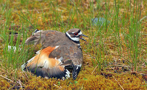 Faking It This Killdeer is faking a broken wing to draw me away from the nest. Canada,Charadrius vociferus,Geotagged,Killdeer,Spring,bird,british columbia,canada,killdeer,nature,pamswildimages,secheltphotographer,stockphotography,wildlife,wildlifephotographer