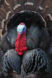 Show Off This guy is trying to impress the girls. Canada,Geotagged,Meleagris gallopavo,Quercus laevis,Spring,Turkey Oak,Wild turkey