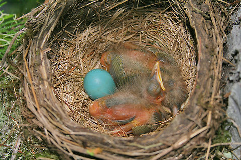 Homely Babies Baby robins American Robin,Bird,Canada,Geotagged,Summer,Turdus migratorius,bird,nature,pam mullins,pamswildimages,wildlife