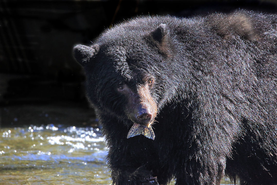 Bear Tail  American black bear,Canada,Canadian photographer,Fall,Geotagged,Ursus americanus,bear,blackbear,british columbia,fish,nature,pam mullins,pamswildimages,secheltphotographer,stockphotography,wildlife