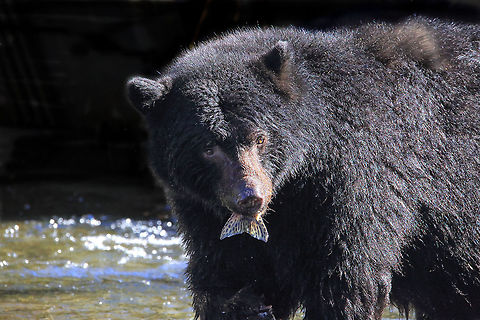 Bear Tail  American black bear,Canada,Canadian photographer,Fall,Geotagged,Ursus americanus,bear,blackbear,british columbia,fish,nature,pam mullins,pamswildimages,secheltphotographer,stockphotography,wildlife