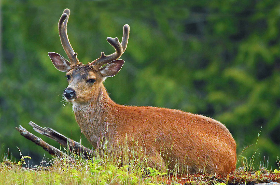 Coastal Black Tailed Deer  Black-tailed deer,Canada,Geotagged,Odocoileus hemionus columbianus,Summer,canada,nature,wildlife,wildlife photography