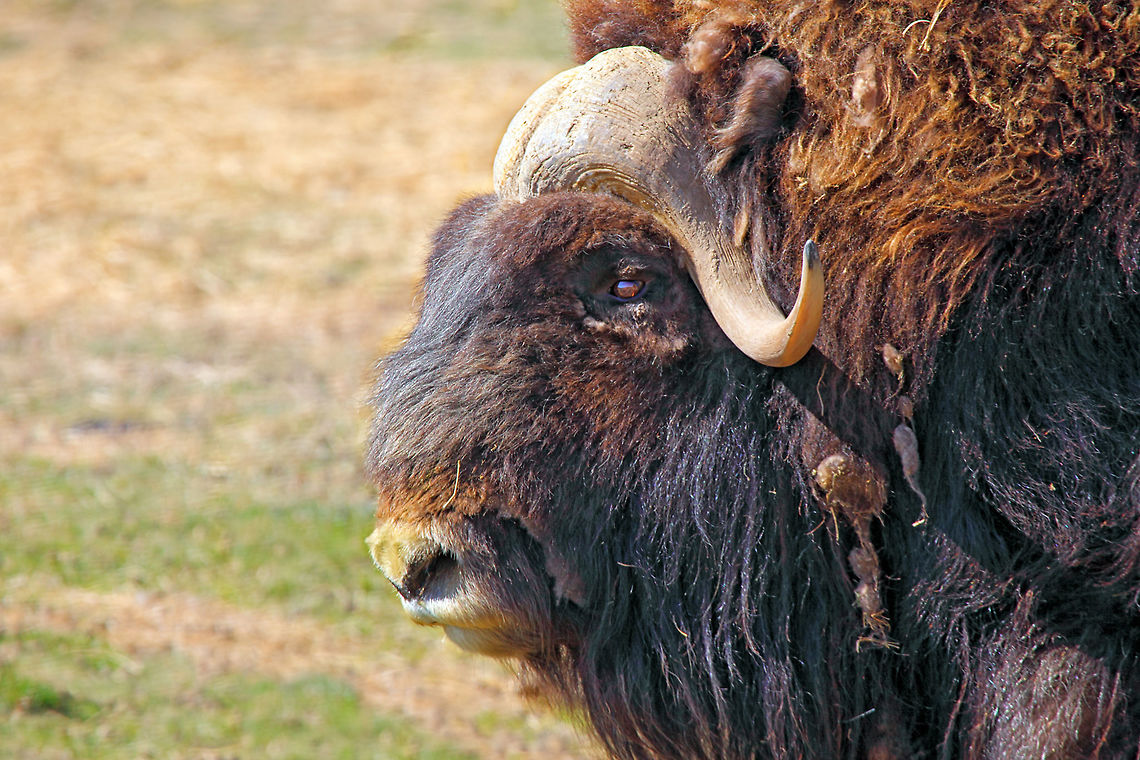 Musk Ox  Canada,Geotagged,Muskox,Ovibos moschatus,Spring,canada,nature,wildlife
