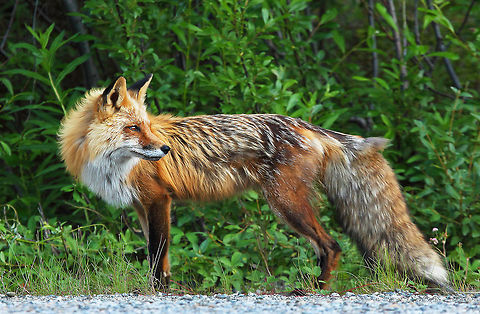Red Beauty  Canada,Geotagged,Red Fox,Summer,Vulpes vulpes,canada,nature,wildlife,wildlife photography