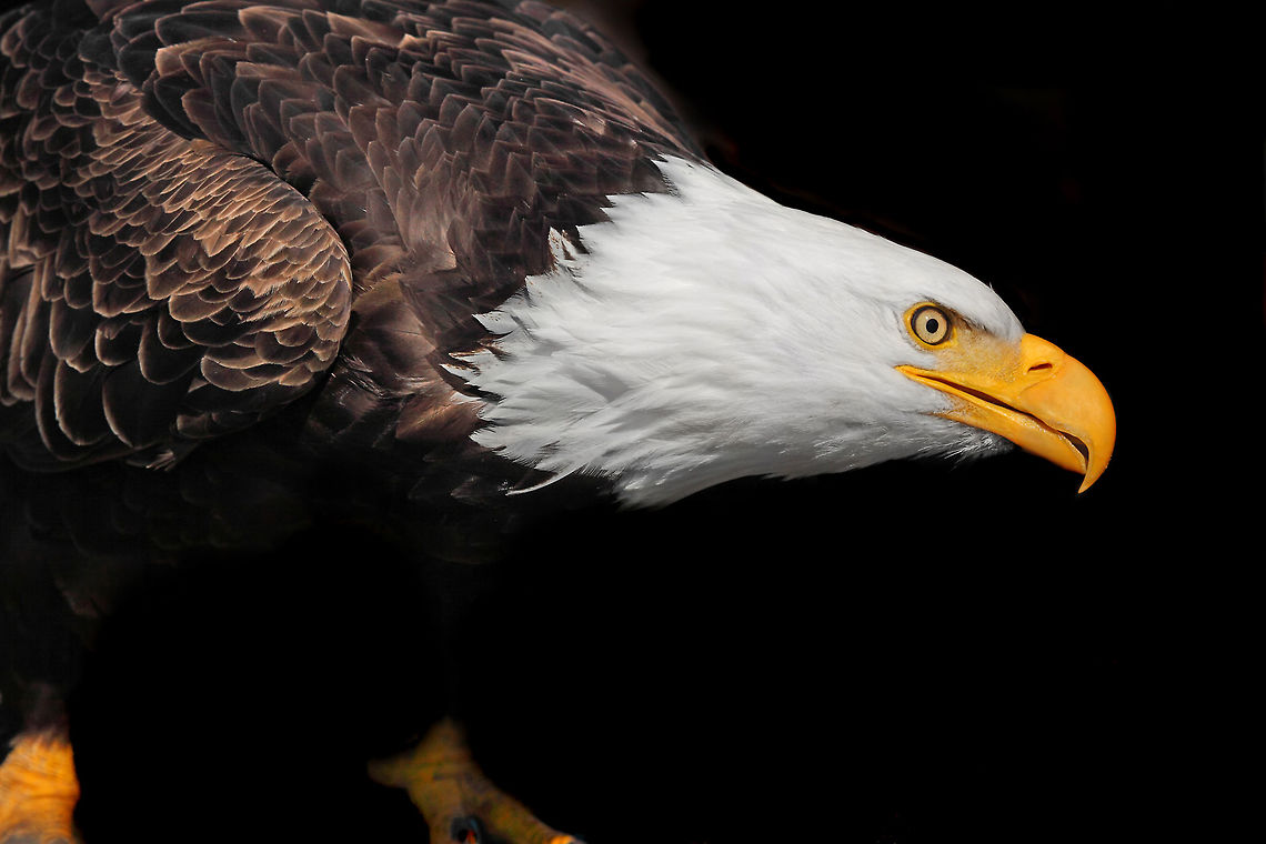 Out of the Shadows  Bald Eagle,Canada,Geotagged,Haliaeetus leucocephalus,Spring,bald eagle,eagles,nature,pam mullins,pamswildimages,raptor,wildlife