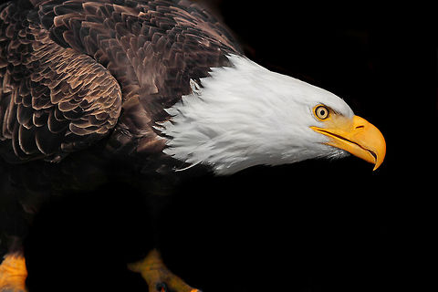 Out of the Shadows  Bald Eagle,Canada,Geotagged,Haliaeetus leucocephalus,Spring,bald eagle,eagles,nature,pam mullins,pamswildimages,raptor,wildlife