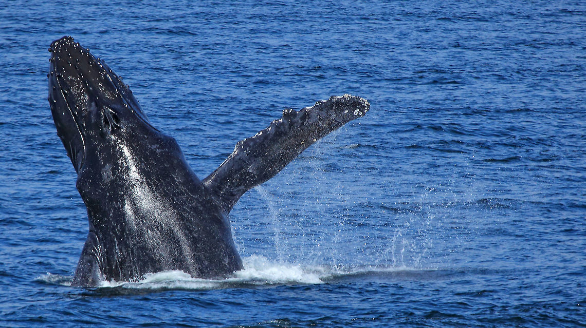 Wave  Canada,Geotagged,Humpback whale,Megaptera novaeangliae,Summer,canada,nature,sealife,wildlife