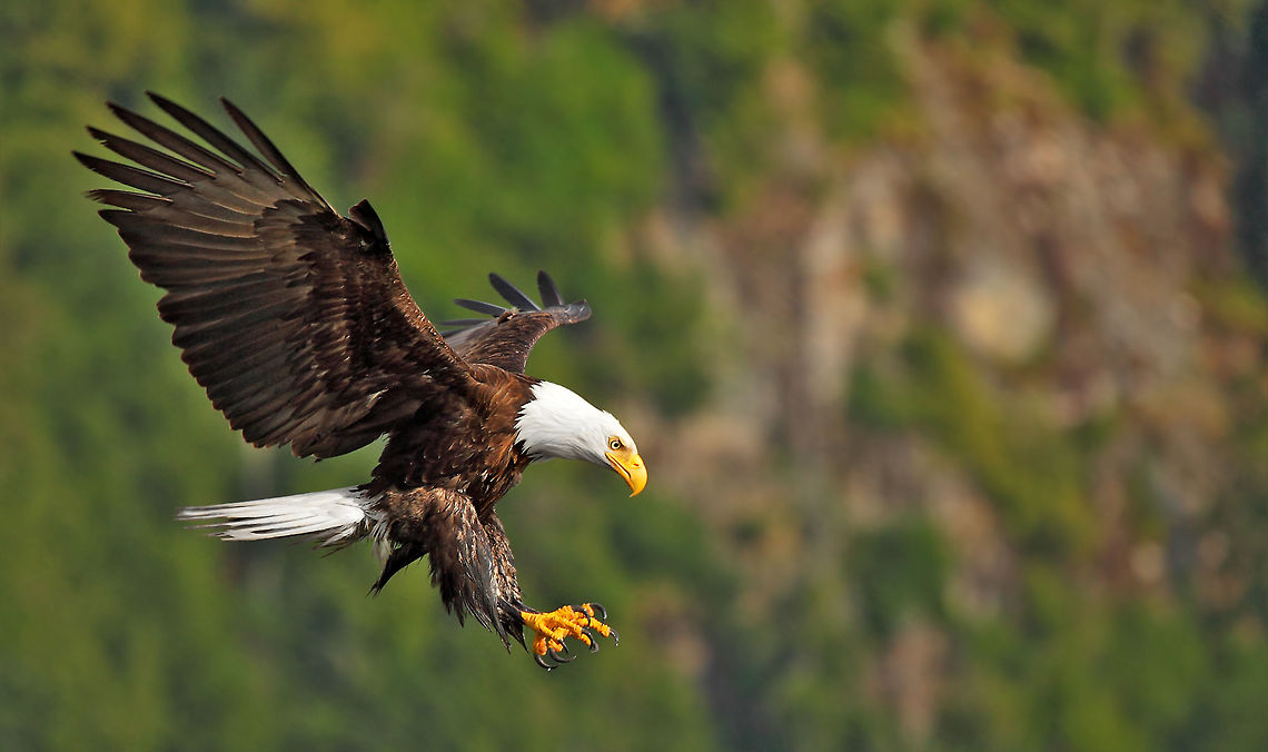 Beware Below  Bald Eagle,Canada,Geotagged,Haliaeetus leucocephalus,Spring,bird,canada,nature,raptor,wildlife,wildlife photography