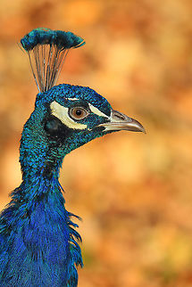 Vibrant Blue  Canada,Fall,Geotagged,Indian peafowl,Pavo cristatus,bird,canada,nature