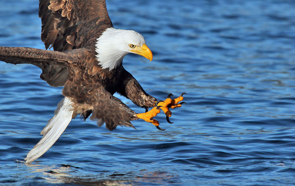 Fish Beware  Bald Eagle,British Columbia,Canada,Geotagged,Haliaeetus leucocephalus,Winter,bald eagle,beautiful,bird,closeup,nature,pam mullins,pamswildimages,secheltphotographer,stockphotography,wildcanada,wildlife