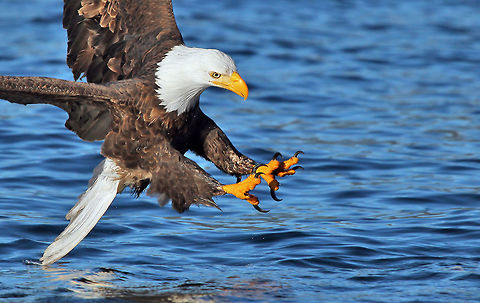 Fish Beware  Bald Eagle,British Columbia,Canada,Geotagged,Haliaeetus leucocephalus,Winter,bald eagle,beautiful,bird,closeup,nature,pam mullins,pamswildimages,secheltphotographer,stockphotography,wildcanada,wildlife