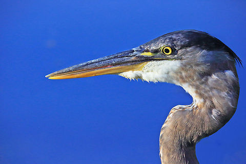 Super Close  Ardea herodias,Canada,Geotagged,Great Blue Heron,Summer,bird,british columbia,canada,canon,great blue heron,nature,pamswildimages,secheltphotographer,stockphotography,wildlife,wildlifephotographer