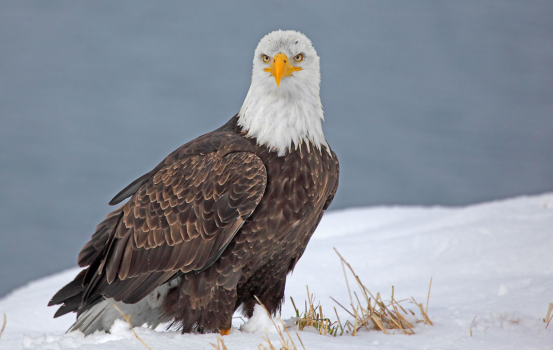 Cold Feet  Bald Eagle,Canada,Geotagged,Haliaeetus leucocephalus,Winter,bird,canada,nature,raptor,wildlife