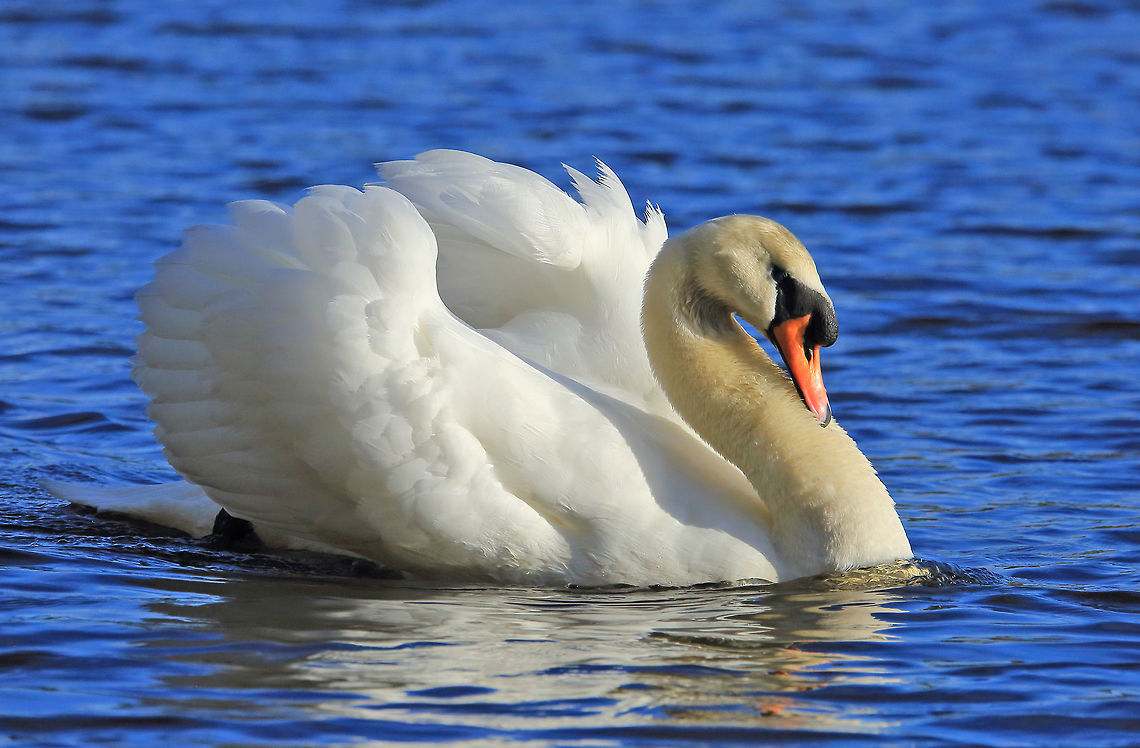 Grace and Beauty The beautiful and elegant Mute Swan, named because it is the least vocal of all the swan species.  Canada,Cygnus olor,Geotagged,Mute Swan,Winter,bird,nature,wildlife