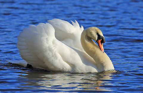 Grace and Beauty The beautiful and elegant Mute Swan, named because it is the least vocal of all the swan species.  Canada,Cygnus olor,Geotagged,Mute Swan,Winter,bird,nature,wildlife