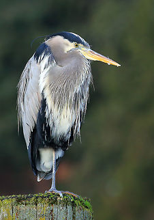 One Leg  Ardea herodias,Canada,Geotagged,Great Blue Heron,Winter,bird,nature,wildlife