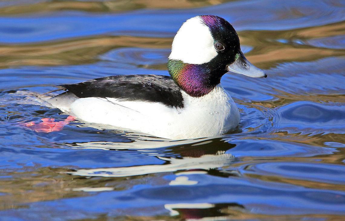 Head of Many Colors The breeding male Bufflehead duck. Bucephala albeola,Bufflehead,Canada,Geotagged,Winter,bird,duck,nature,wildlife