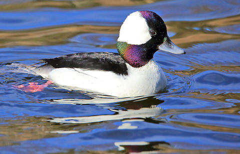 Head of Many Colors The breeding male Bufflehead duck. Bucephala albeola,Bufflehead,Canada,Geotagged,Winter,bird,duck,nature,wildlife