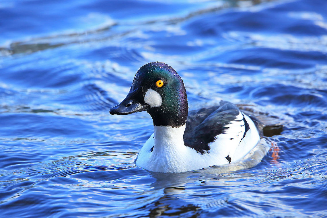 Goldeneye The breeding male Common Goldeneye duck. Bucephala clangula,Canada,Common Goldeneye,Geotagged,Winter,bird,nature,wildlife