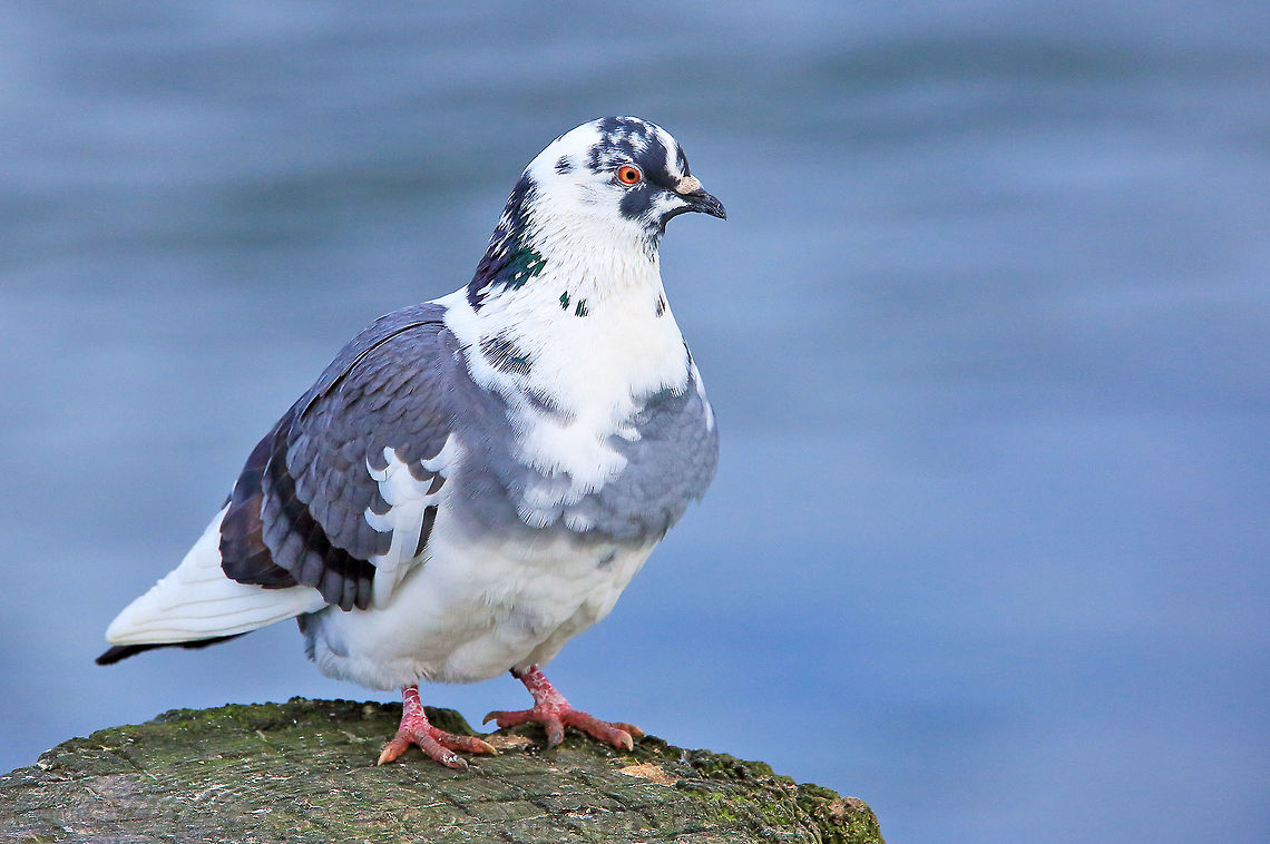 Leucistic Rock Pigeon Leucism is a condition in which there is partial loss of pigmentation in an animal resulting in white, pale, or patchy coloration of the skin, hair, feathers, scales or cuticle, but not the eyes. Canada,Columba livia,Geotagged,Rock Pigeon,Winter,bird,leucism,nature,wildlife