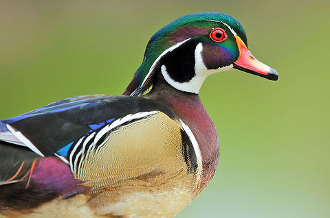 Little Duck, Big Colors Male wood duck in breeding colors Aix sponsa,Canada,Geotagged,Spring,Wood duck,bird,canada,nature,wildlife