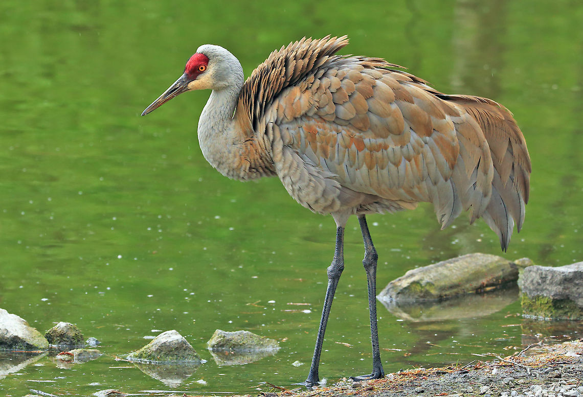 Ruffled Feathers Sandhill Crane Canada,Geotagged,Grus canadensis,Sandhill Crane,Spring,canada,nature,wildlife