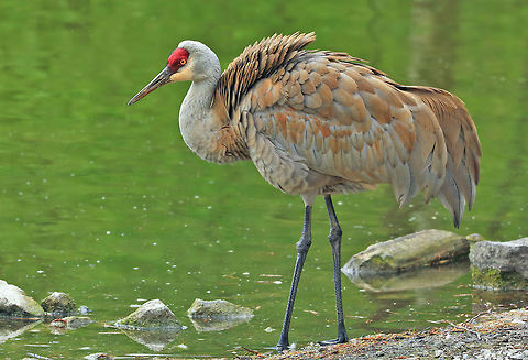 Ruffled Feathers Sandhill Crane Canada,Geotagged,Grus canadensis,Sandhill Crane,Spring,canada,nature,wildlife