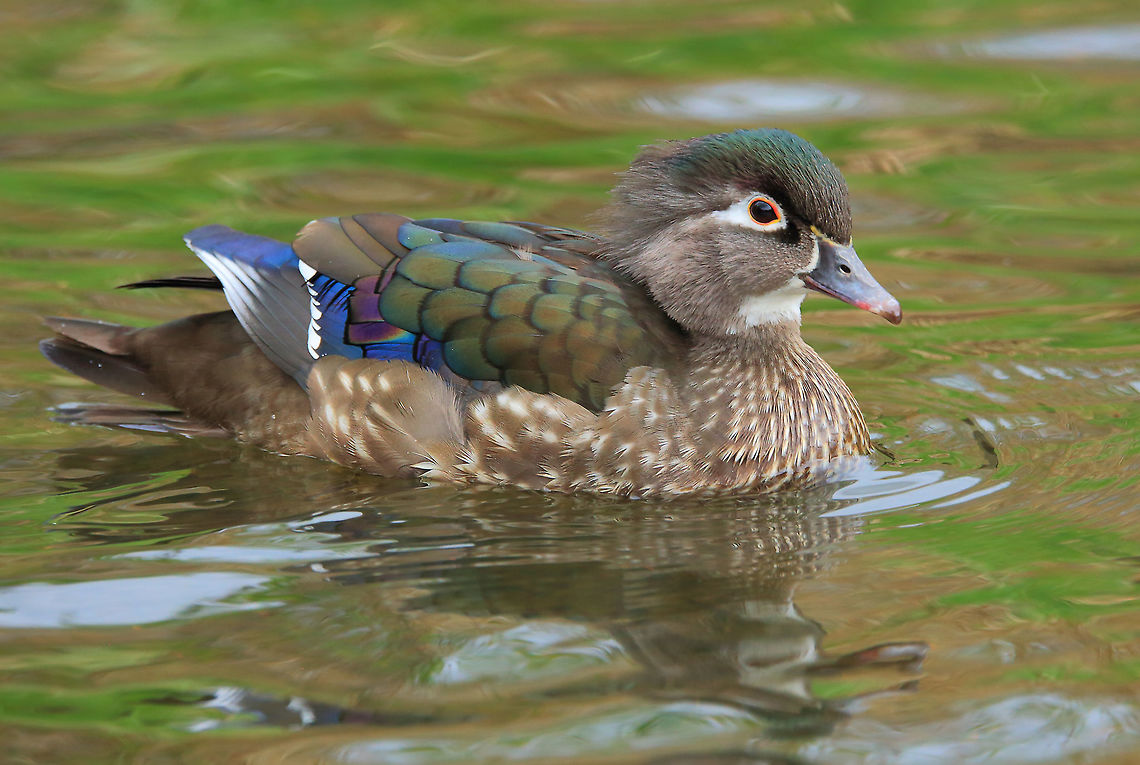 Pretty Girl The female wood duck isn&#039;t as flashy as the male but she is beautiful in her own way. Aix sponsa,Canada,Geotagged,Spring,Wood duck,beautiful,bird,canada,nature,wildlife