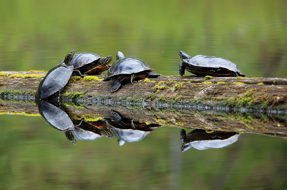 Perfect Reflection Painted Turtles sunning themselves on a log. Canada,Chrysemys picta,Geotagged,Painted turtle,Spring,nature,wildlife