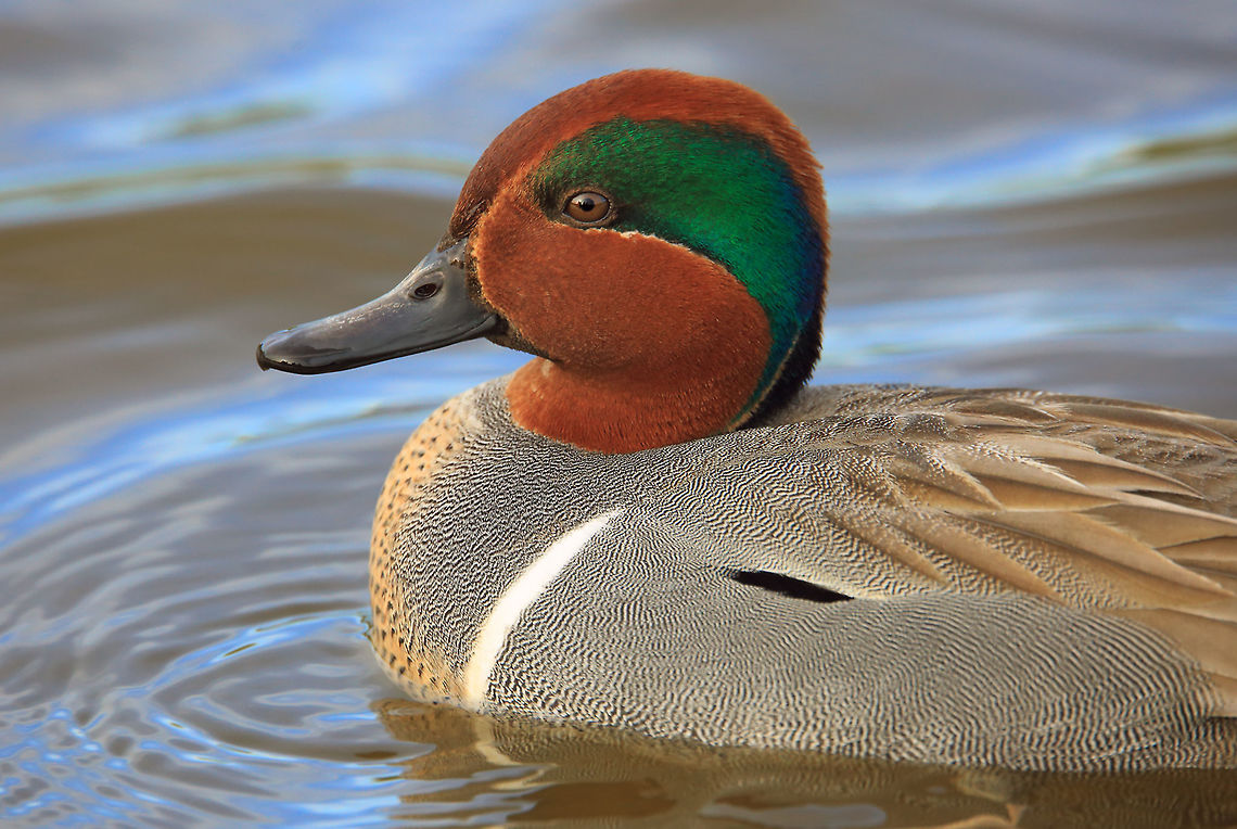 The Red Green Duck A strikingly beautiful duck. Anas carolinensis,Canada,Geotagged,Green-winged teal,Spring,bird,duck,nature,water foul,wildlife
