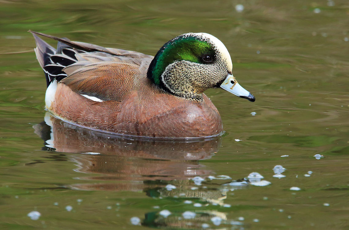 Emerald Green  American wigeon,Anas americana,Canada,Geotagged,Mareca americana,Spring,bird,duck,nature,wildlife