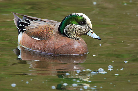 Emerald Green  American wigeon,Anas americana,Canada,Geotagged,Mareca americana,Spring,bird,duck,nature,wildlife